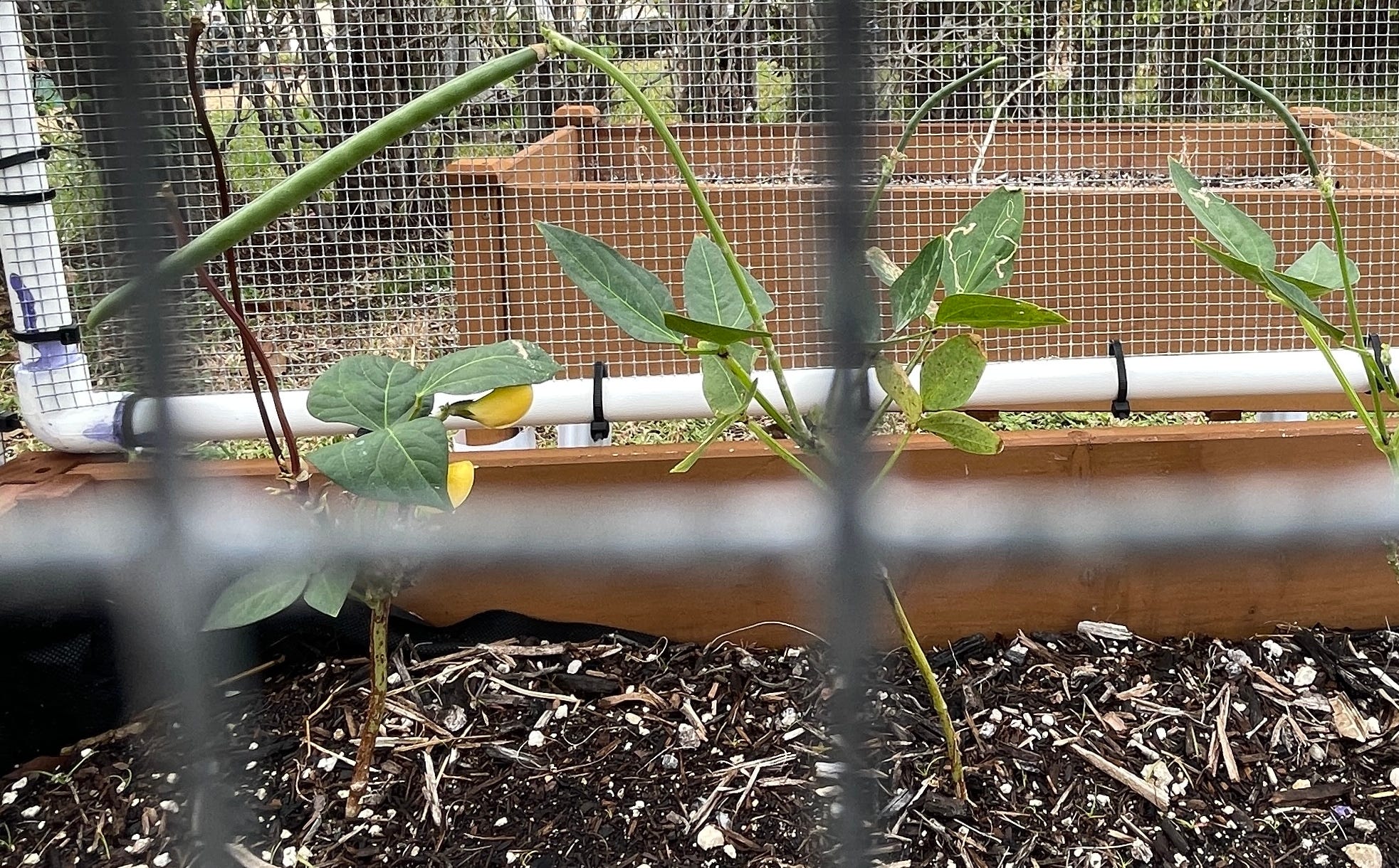 Gardening in South Florida: Building up the Native Ecosystem & Protecting the Harvest from Iguanas